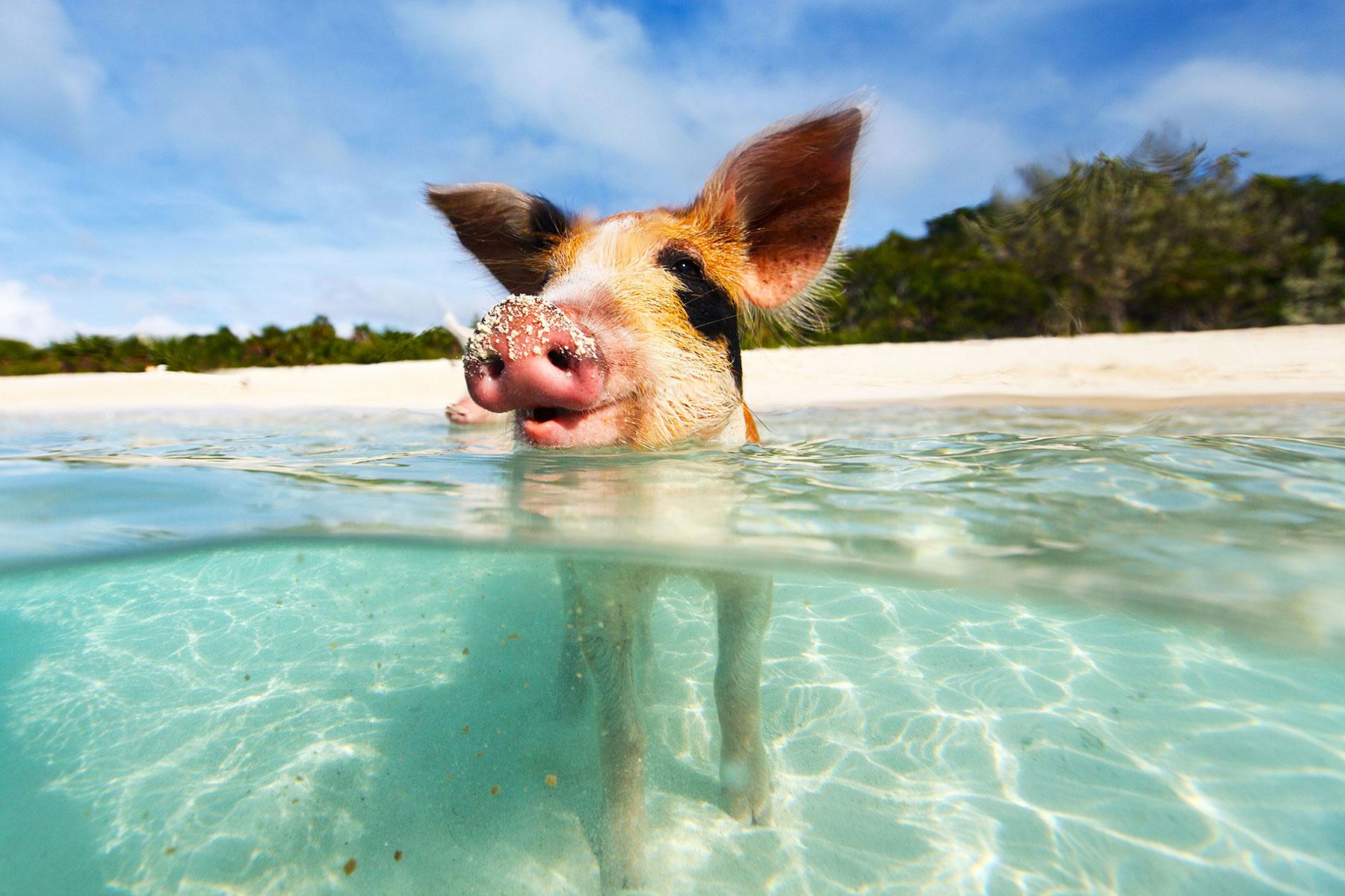 Dream Holidays in the Bahamas Resorts in the Bahamas