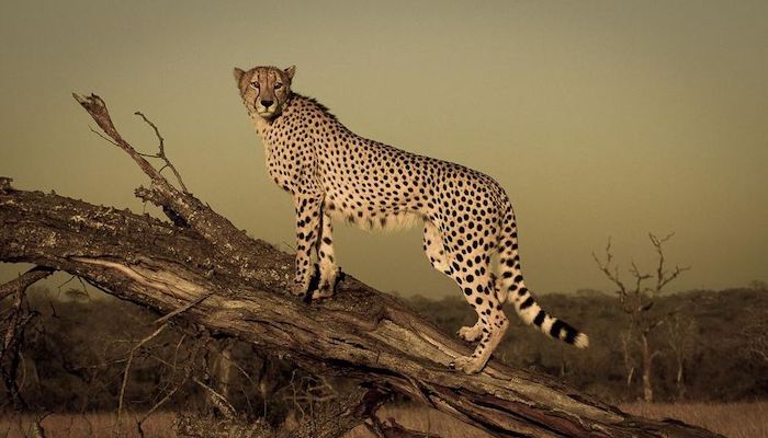 Luxury Holidays in South Africa Private Island Retreats in South Africa | Worldwide Dream Villas & Holidays