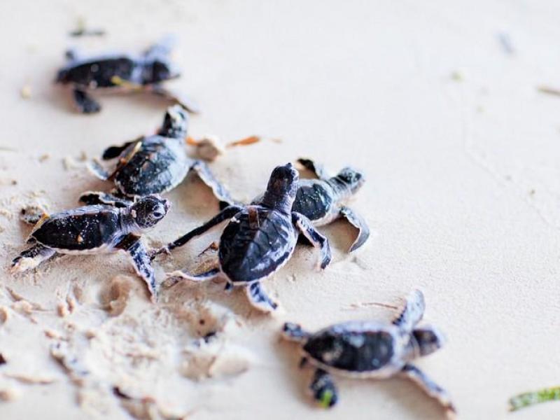 Wa Ale Island Resort , Bokpyin  