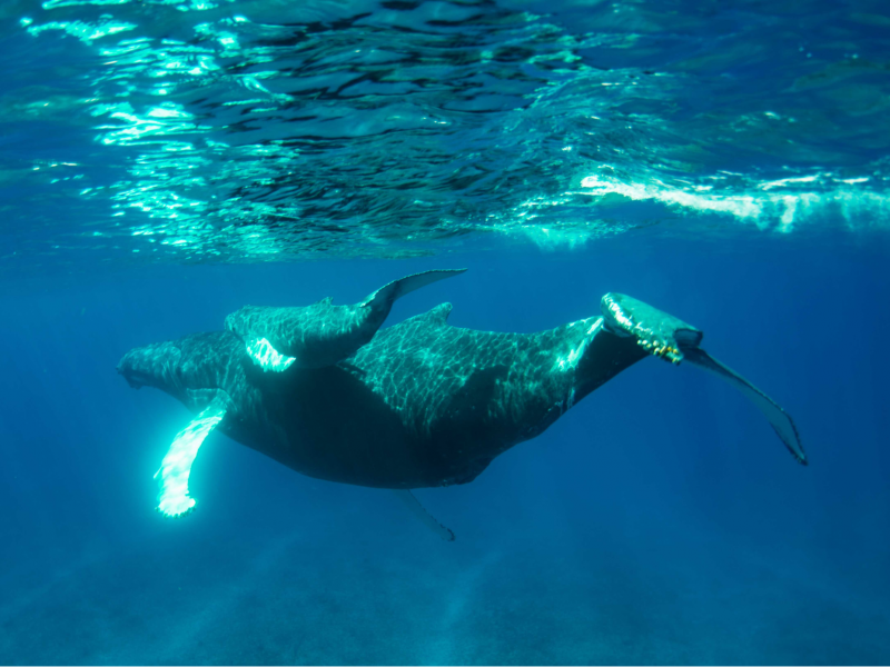 Ambergris Cay  , Ambergris Cay  